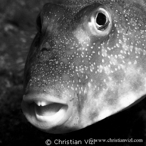Close up of fish with mouth open, Ixtapa Island, Mexico. by Christian Vizl 
